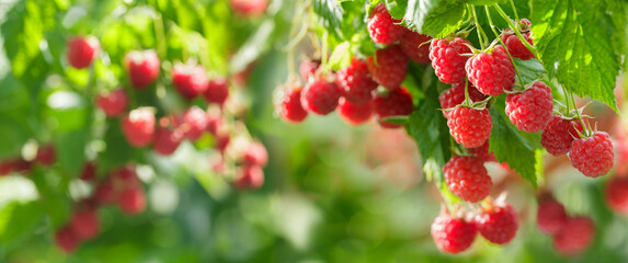 Ripe raspberries hanging on a bush in a garden, harvesting period