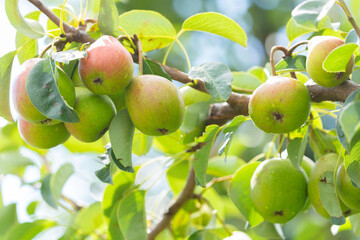 Pears hanging on a tree in a orchard garden