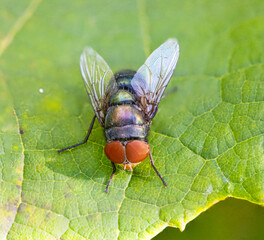 Macro closeup of an shinny colourful fly insect on a plant leaf Sydney Back yard NSW Australia