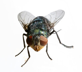 Macro closeup of an shinny colourful fly insect on a plant leaf Sydney Back yard NSW Australia