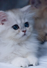 British longhair cat, white cub, cute kitten on white background