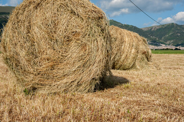 Harvested crop dried and rolled into bales for stock feed in Umbria.