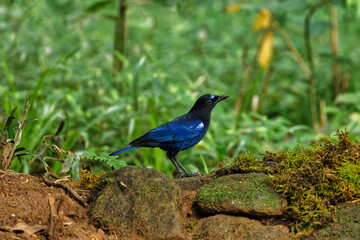Malabar Whistling Thrush sitting on the branch of a tree with beautiful background at Thattekad...
