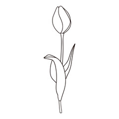 シンプルなチューリップの線画イラスト、蕾のチューリップ、アイコン、手書き、ベクター	