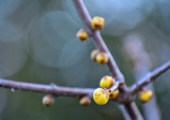 春を待つ蠟梅の蕾