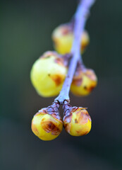 春を待つ蠟梅の蕾