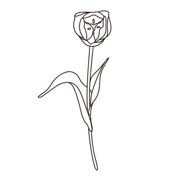 シンプルなチューリップの線画イラスト、花びらの中、アイコン、手書き、ベクター	