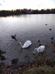 swans on the lake
