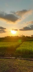 beautiful sunset over rice field