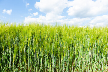 Barley or rye crop ready to harvest in Umbria