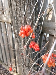 red berries on a branch