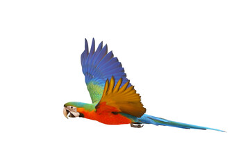 Colorful flying Catalina Macaw parrot isolated on transparent background png file