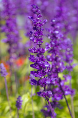 Obraz premium Blooming blue bugleweed in spring. Closeup view of herbaceous flowering plants on green pasture. Natural background