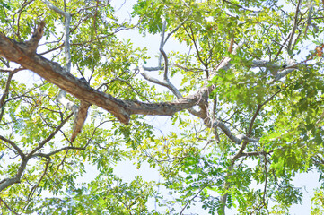 Rain tree or Samanea saman, LEGUMINOSAE MIMOSOIDEAE