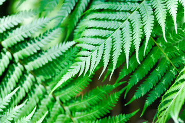 Cyathea caracasana, Cyathea brownii Little Aussie Larrikin Norfolk or Tree Fern or Smooth Tree Fern or fern tree or fern ,Golden Moss or Chain Fern