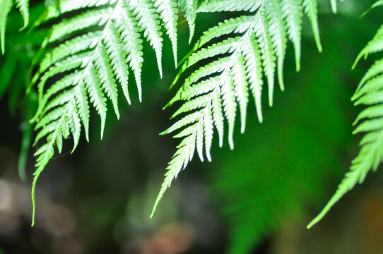 Cyathea caracasana, Cyathea brownii Little Aussie Larrikin Norfolk or Tree Fern or Smooth Tree Fern or fern tree or fern ,Golden Moss or Chain Fern