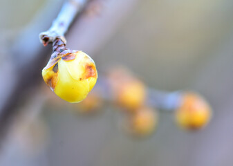 春を待つ蠟梅の蕾