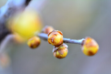 春を待つ蠟梅の蕾