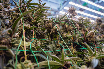 Premium cannabis plants in a greenhouse ready for harvest.