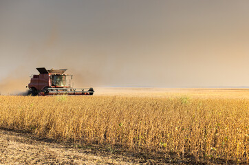 Naklejka premium Harvesting of soybean field with combine.
