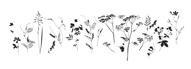 Field flowers and grasses, line drawing. Vector illustration	