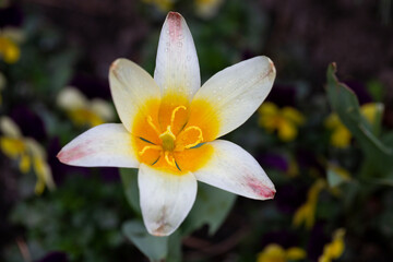 Regel's tulip is a species of perennial bulbous herbaceous plants of the genus Tulip (Tulipa) of the Lily family (Liliaceae), Tulipa regelii