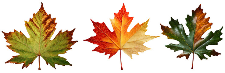 Fototapeta premium 3 leaves from a tree - chestnut, maple, oak. Yellow, autumn leaves of trees on a transparent background