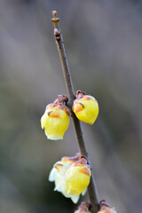 春の訪れを告げるロウバイの花