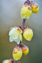 春の訪れを告げるロウバイの花