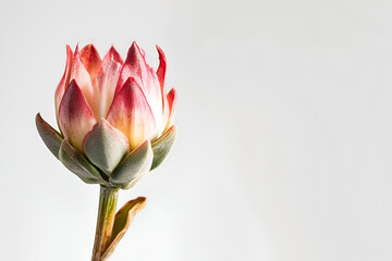 lotus flower isolated on white