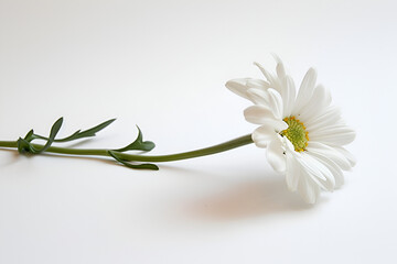 white flower on a white