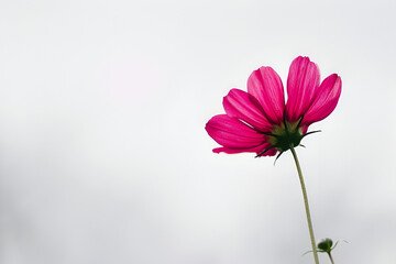 pink gerber daisy