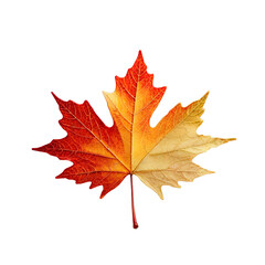 Fototapeta premium 1 green Yellow chestnut, maple, oak leaf on a transparent background, super realistic photo, contrasting colors
