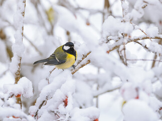 Naklejka premium Great tit bird sitting on a snow covered apple tree