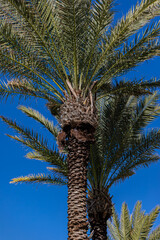 Obraz premium palm trees leaves against the sky