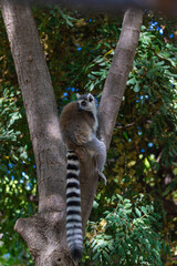ring-tailed lemur on a tree