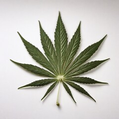 Fototapeta premium leaf from a tree - chestnut, maple, oak, cannabis, fern. Yellow autumn and green tree leaves on a white background