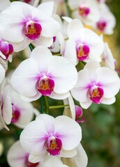 Naklejka na ściany i meble White Phalaenopsis Orchid Flower