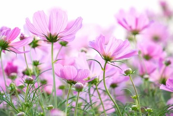 Cosmos Flowers Isolated White Background 3