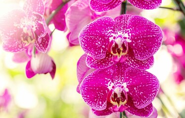 Pink Phalaenopsis Orchid Flower 7