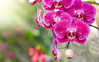Pink Phalaenopsis Orchid Flower 8