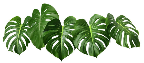 Tropical monstera leaves, cut out - obrazy, fototapety, plakaty