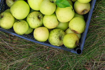 green apples in a box