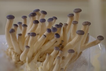cultivation of pleurotus mushrooms