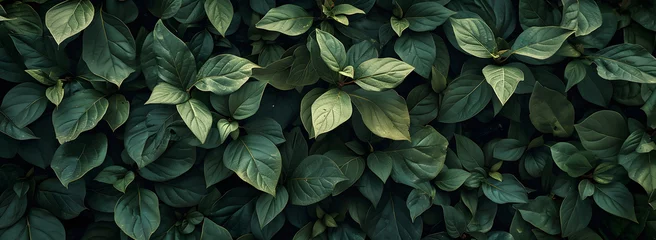 Foto op Plexiglas A nature background featuring an abstract green leaf texture. The image showcases dark green tropical leaves in close-up, revealing layered textures and various elements of tropical flora. © jex
