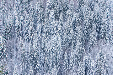 Fir forest covered with snow seen from above