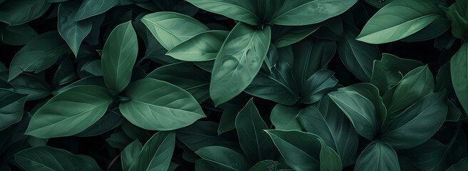 Fototapeta na wymiar A nature background featuring an abstract green leaf texture. The image showcases dark green tropical leaves in close-up, revealing layered textures and various elements of tropical flora.