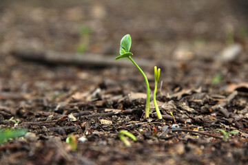 leaf, new, garden, life, growing