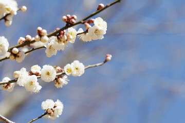 春のおとづれを告げる梅の花