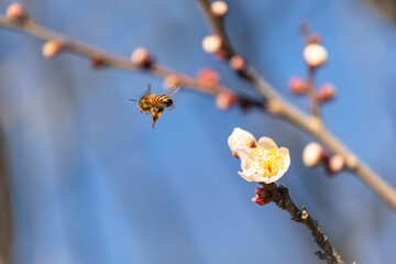 春のおとづれを告げる梅の花